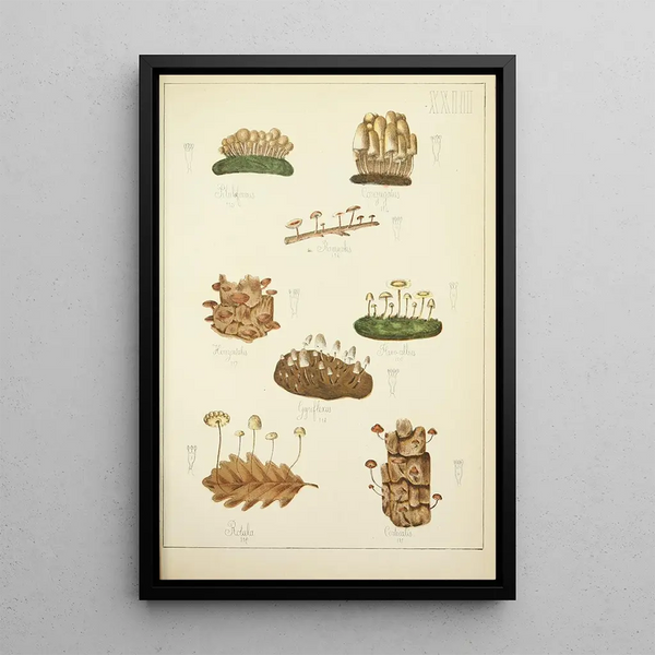 Natural history of mushrooms Pl23 - Guillaume Sicard — framed artwork on a wall