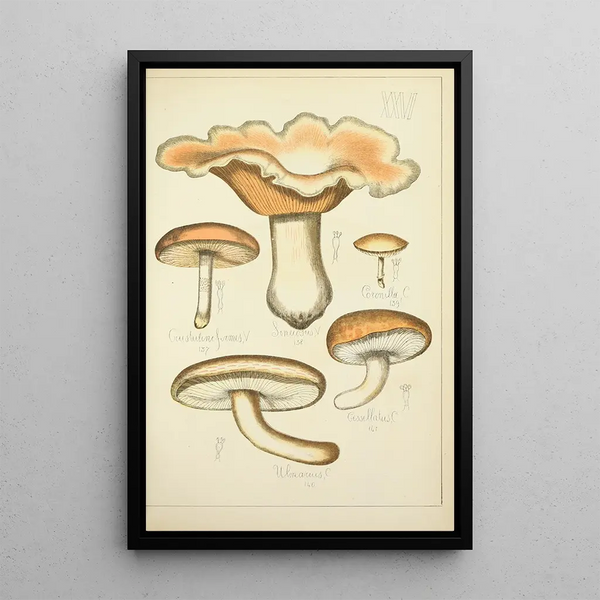 Natural history of mushrooms Pl26 - Guillaume Sicard — framed artwork on a wall