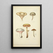 Natural History of Mushrooms Pl28 - Guillaume Sicard — framed artwork on a wall