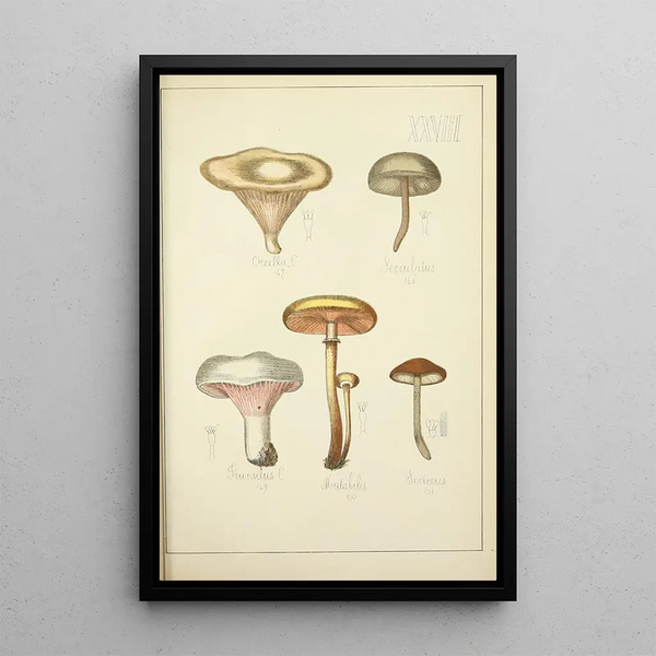 Natural History of Mushrooms Pl28 - Guillaume Sicard — framed artwork on a wall