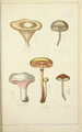 Natural History of Mushrooms Pl28 - Guillaume Sicard — artwork view
