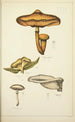 Natural History of Mushrooms Pl29 - Guillaume Sicard — artwork view