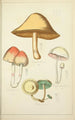 Natural history of mushrooms Pl30 - Guillaume Sicard — artwork view