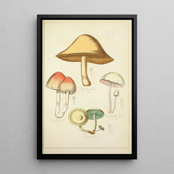 Natural history of mushrooms Pl30 - Guillaume Sicard — framed artwork on a wall