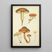 Histoire naturelle des champignons Pl31 - Guillaume Sicard — framed artwork on a wall