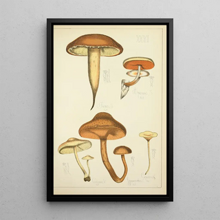 Guillaume Sicard - Histoire naturelle des champignons Pl31.webp