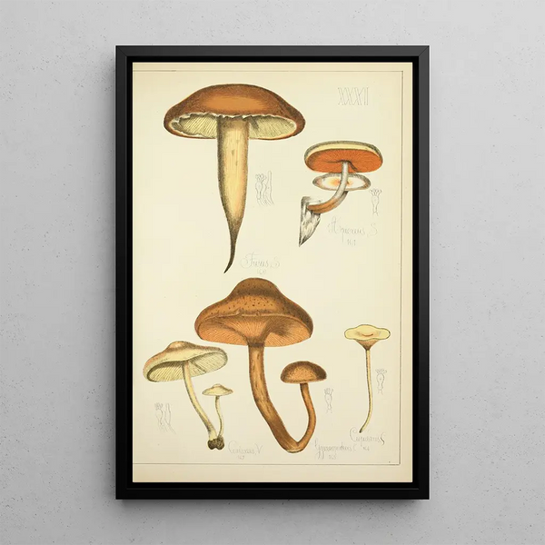 Histoire naturelle des champignons Pl31 - Guillaume Sicard — ingelijst kunstwerk aan de muur