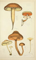 Histoire naturelle des champignons Pl31 - Guillaume Sicard — artwork view