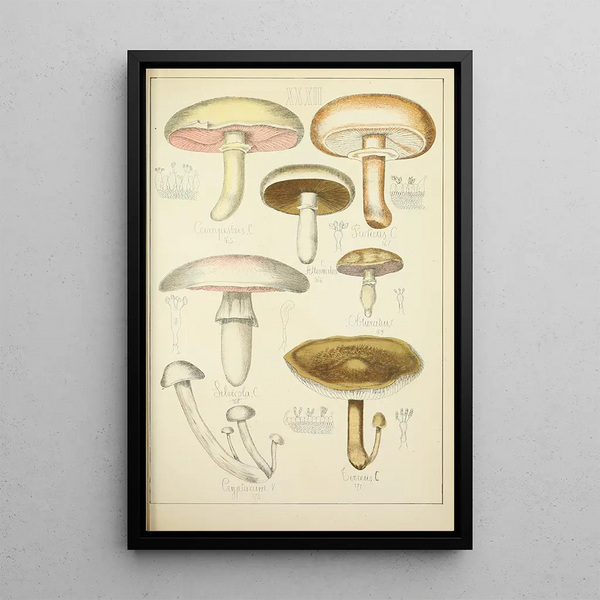 Natuurlijke geschiedenis van de paddenstoelen Pl32 - Guillaume Sicard — ingelijst kunstwerk aan de muur