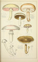 Natural History of Mushrooms Pl32 - Guillaume Sicard — artwork view