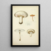 Natural history of mushrooms Pl33 - Guillaume Sicard — framed artwork on a wall