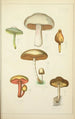 Natural History of Mushrooms Pl34 - Guillaume Sicard — artwork view