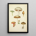 Natural History of Mushrooms Pl34 - Guillaume Sicard — framed artwork on a wall