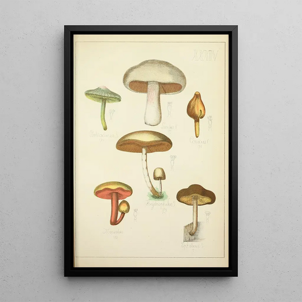 Histoire naturelle des champignons Pl34 - Guillaume Sicard — ingelijst kunstwerk aan de muur