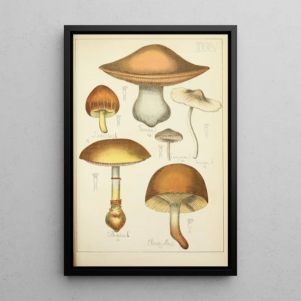 Histoire naturelle des champignons Pl35 - Guillaume Sicard — ingelijst kunstwerk aan de muur