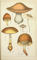 Natural history of mushrooms Pl35 - Guillaume Sicard — artwork view