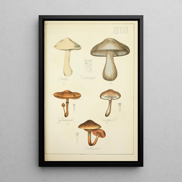 Histoire naturelle des champignons Pl36 - Guillaume Sicard — ingelijst kunstwerk aan de muur