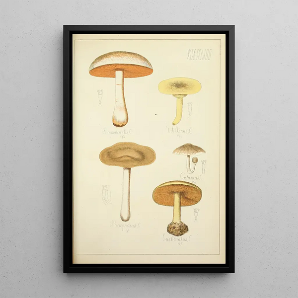 Histoire naturelle des champignons Pl37 - Guillaume Sicard — ingelijst kunstwerk aan de muur