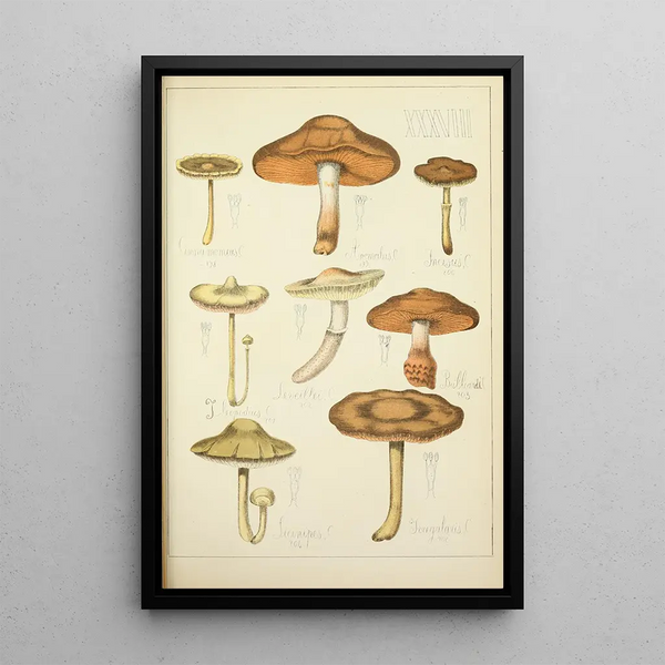 Natuurlijke geschiedenis van de paddenstoelen Pl38 - Guillaume Sicard — ingelijst kunstwerk aan de muur