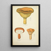 Natural History of Mushrooms Pl39 - Guillaume Sicard — framed artwork on a wall