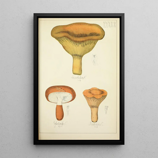 Guillaume Sicard - Histoire naturelle des champignons Pl39.webp