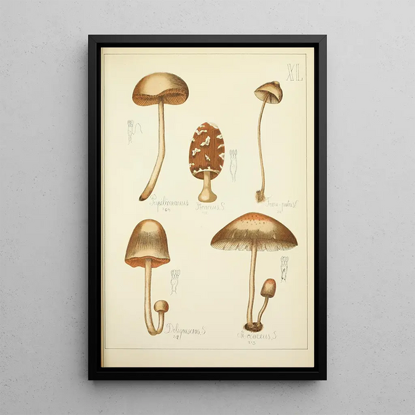 Histoire naturelle des champignons Pl40 - Guillaume Sicard — ingelijst kunstwerk aan de muur