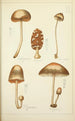Natural history of mushrooms Pl40 - Guillaume Sicard — artwork view