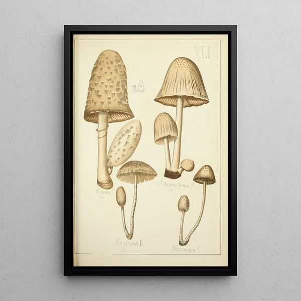 Histoire naturelle des champignons Pl41 - Guillaume Sicard — ingelijst kunstwerk aan de muur
