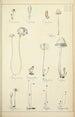 Histoire naturelle des champignons Pl42 - Guillaume Sicard — artwork view