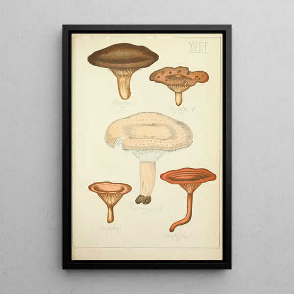 Natuurlijke geschiedenis van de paddenstoelen Pl43 - Guillaume Sicard — ingelijst kunstwerk aan de muur