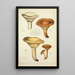 Natural History of Mushrooms Pl44 - Guillaume Sicard — framed artwork on a wall