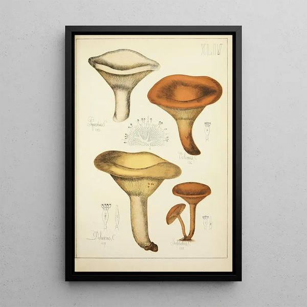 Natuurlijke geschiedenis van de paddenstoelen Pl44 - Guillaume Sicard — ingelijst kunstwerk aan de muur