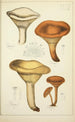Natural History of Mushrooms Pl44 - Guillaume Sicard — artwork view