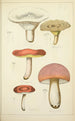 Natural History of Mushrooms Pl45 - Guillaume Sicard — artwork view