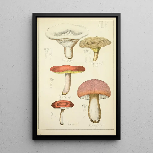 Histoire naturelle des champignons Pl45 - Guillaume Sicard — ingelijst kunstwerk aan de muur