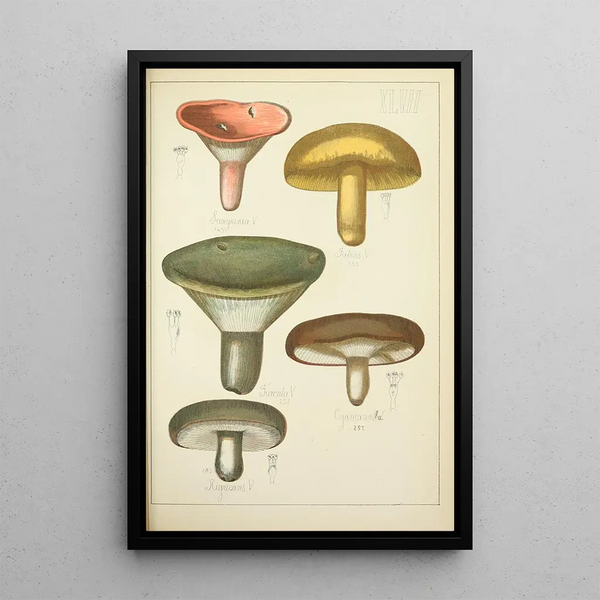 Histoire naturelle des champignons Pl47 - Guillaume Sicard — ingelijst kunstwerk aan de muur