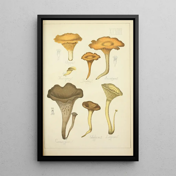 Natuurlijke geschiedenis van de paddenstoelen Pl48 - Guillaume Sicard — ingelijst kunstwerk aan de muur