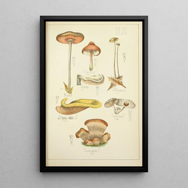 Natuurlijke geschiedenis van de paddenstoelen Pl49 - Guillaume Sicard — ingelijst kunstwerk aan de muur