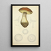 Natural History of Mushrooms Pl50 - Guillaume Sicard — framed artwork on a wall