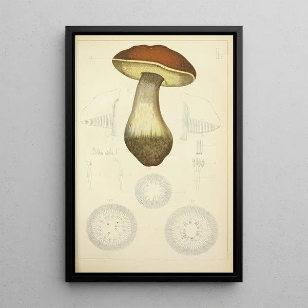 Histoire naturelle des champignons Pl50 - Guillaume Sicard — ingelijst kunstwerk aan de muur