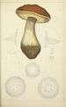 Natural History of Mushrooms Pl50 - Guillaume Sicard — artwork view