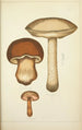 Natural history of mushrooms Pl51 - Guillaume Sicard — artwork view