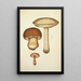 Natural history of mushrooms Pl51 - Guillaume Sicard — framed artwork on a wall