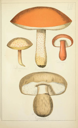 Guillaume Sicard - Histoire naturelle des champignons Pl52.webp