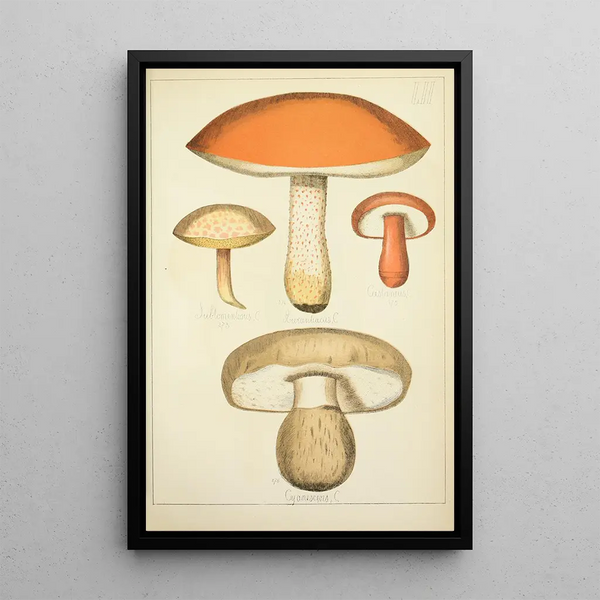 Histoire naturelle des champignons Pl52 - Guillaume Sicard — ingelijst kunstwerk aan de muur