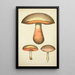 Natural History of Mushrooms Pl53 - Guillaume Sicard — framed artwork on a wall