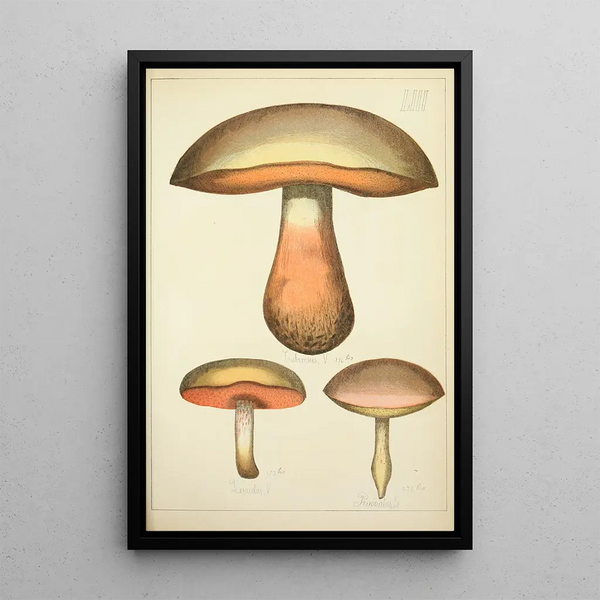 Histoire naturelle des champignons Pl53 - Guillaume Sicard — ingelijst kunstwerk aan de muur