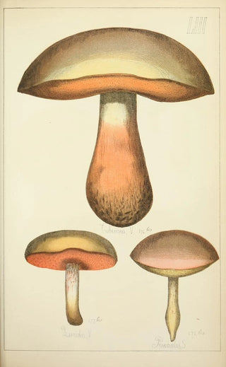 Guillaume Sicard - Histoire naturelle des champignons Pl53.webp
