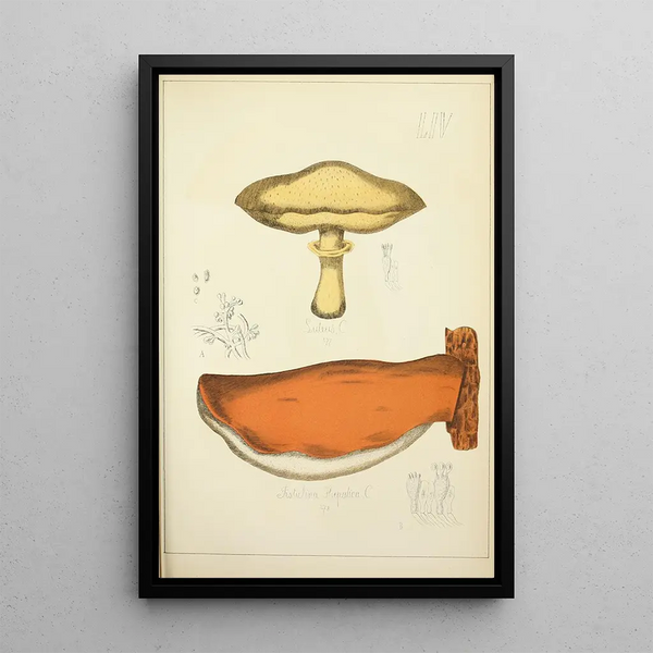 Natuurlijke geschiedenis van de paddenstoelen Pl54 - Guillaume Sicard — ingelijst kunstwerk aan de muur