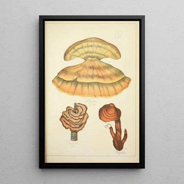 Natuurlijke geschiedenis van de paddenstoelen Pl56 - Guillaume Sicard — ingelijst kunstwerk aan de muur